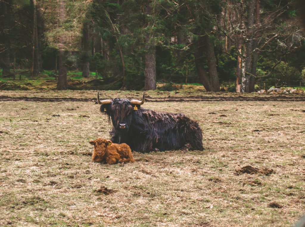 Highlandkühe