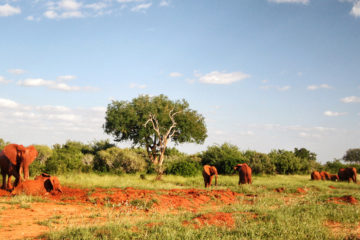 Elefanten im Tsavo-Nationalpark