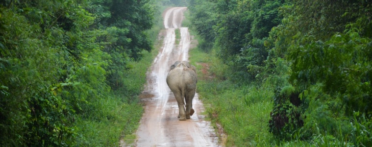 Elefant im Dschungel von Thailand