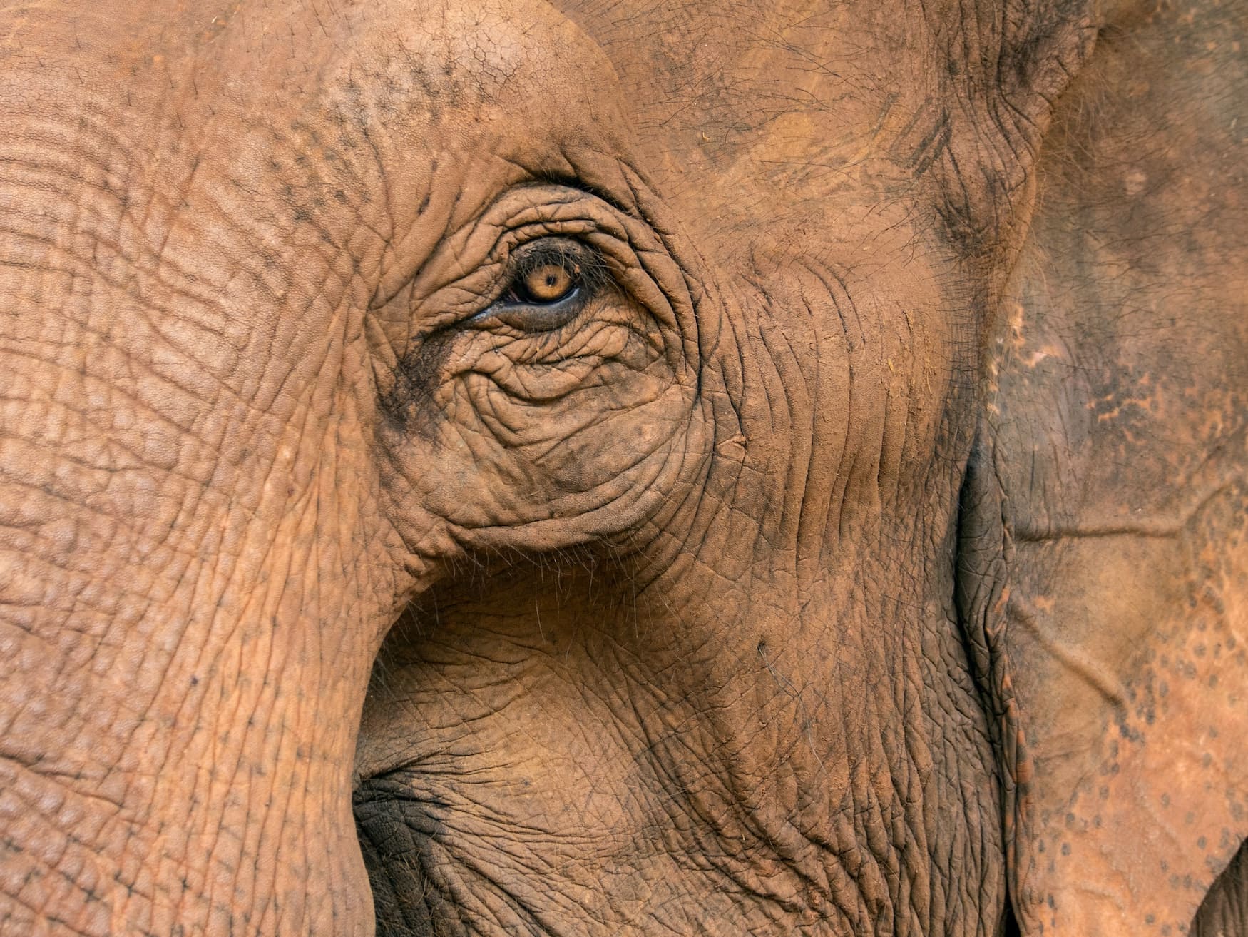 Elefant in Nationalparks in Thailand