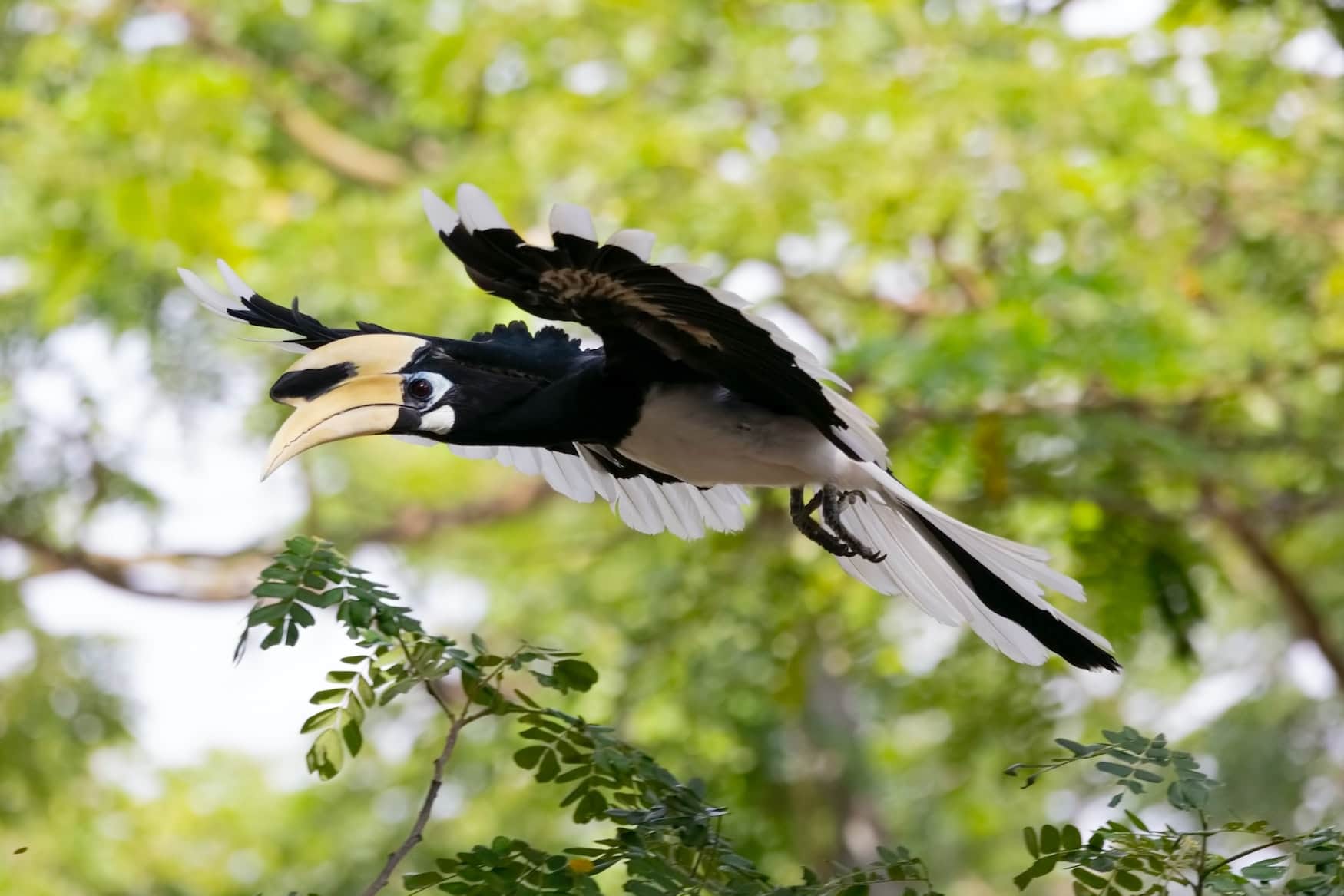 Gelber Nashornvogel im Nationalpark in Thailand