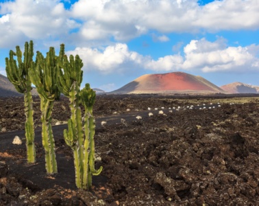 Kaktus auf Feld in Lanzarote