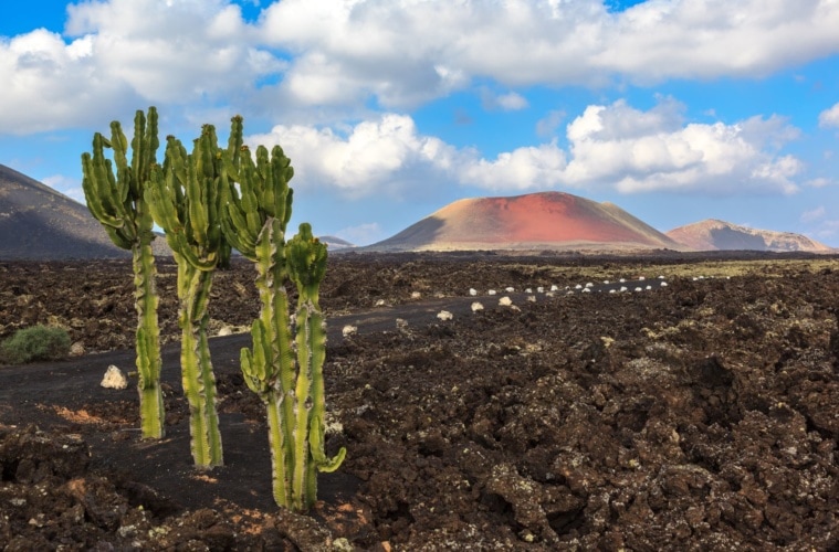 Kaktus auf Feld in Lanzarote