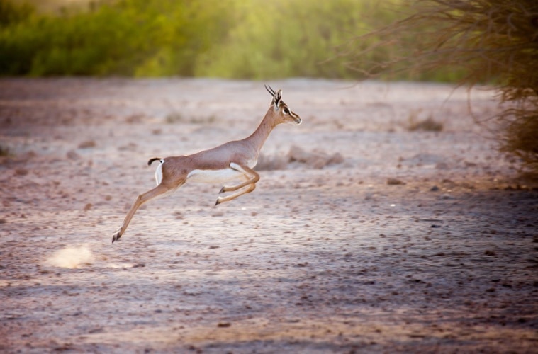 Gazelle,Sir Bani Yas