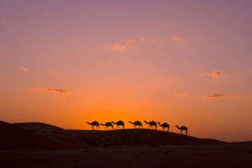 Kamelkarawane in der Wahiba-Wüste im Oman