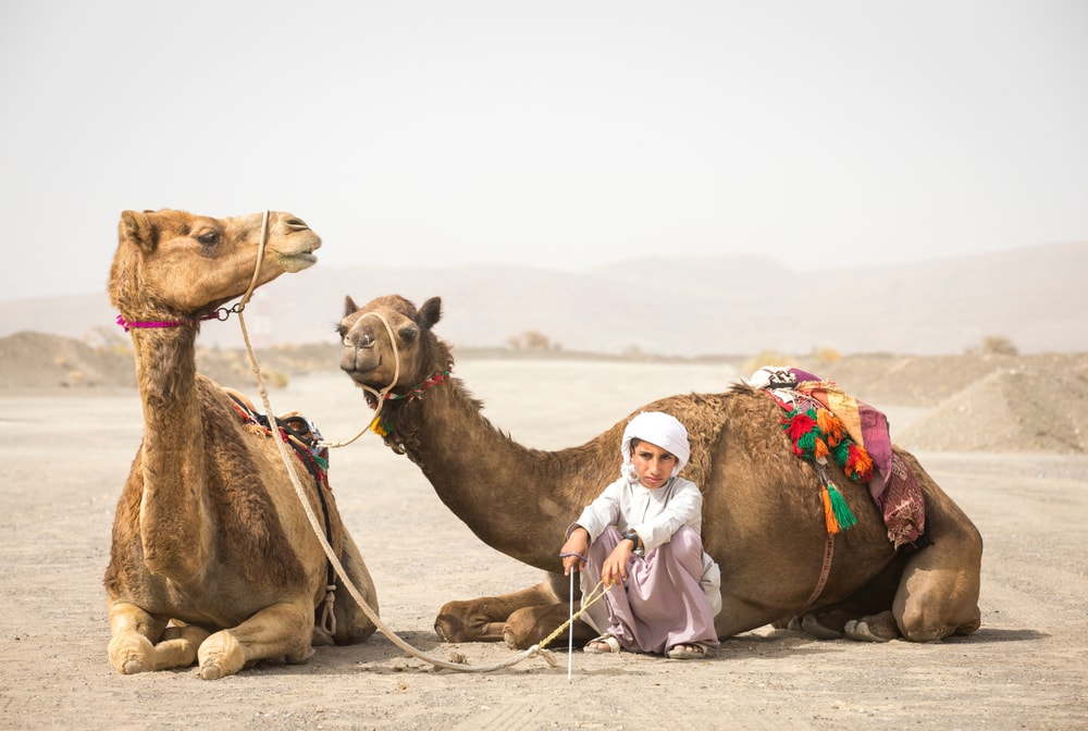 Kind mit zwei Kamelen im Oman