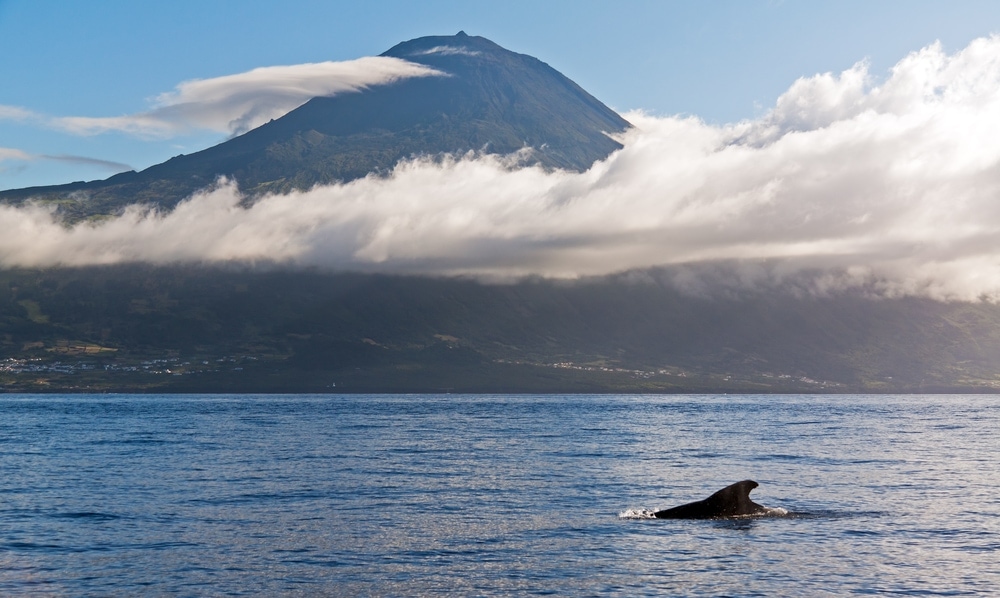 Walbeobachtung auf den Azoren