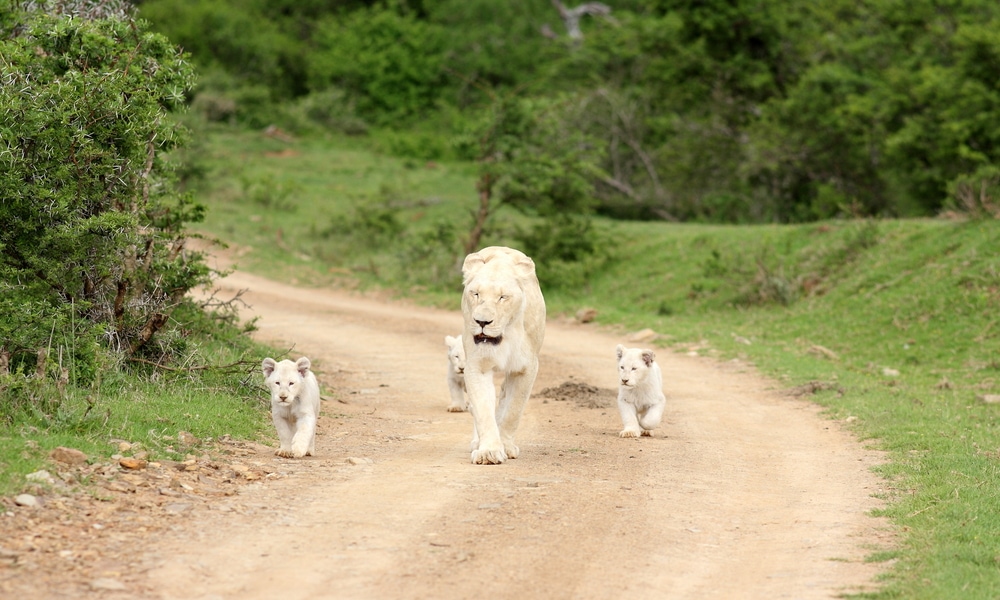 Begegnung mit dem weißen Löwen