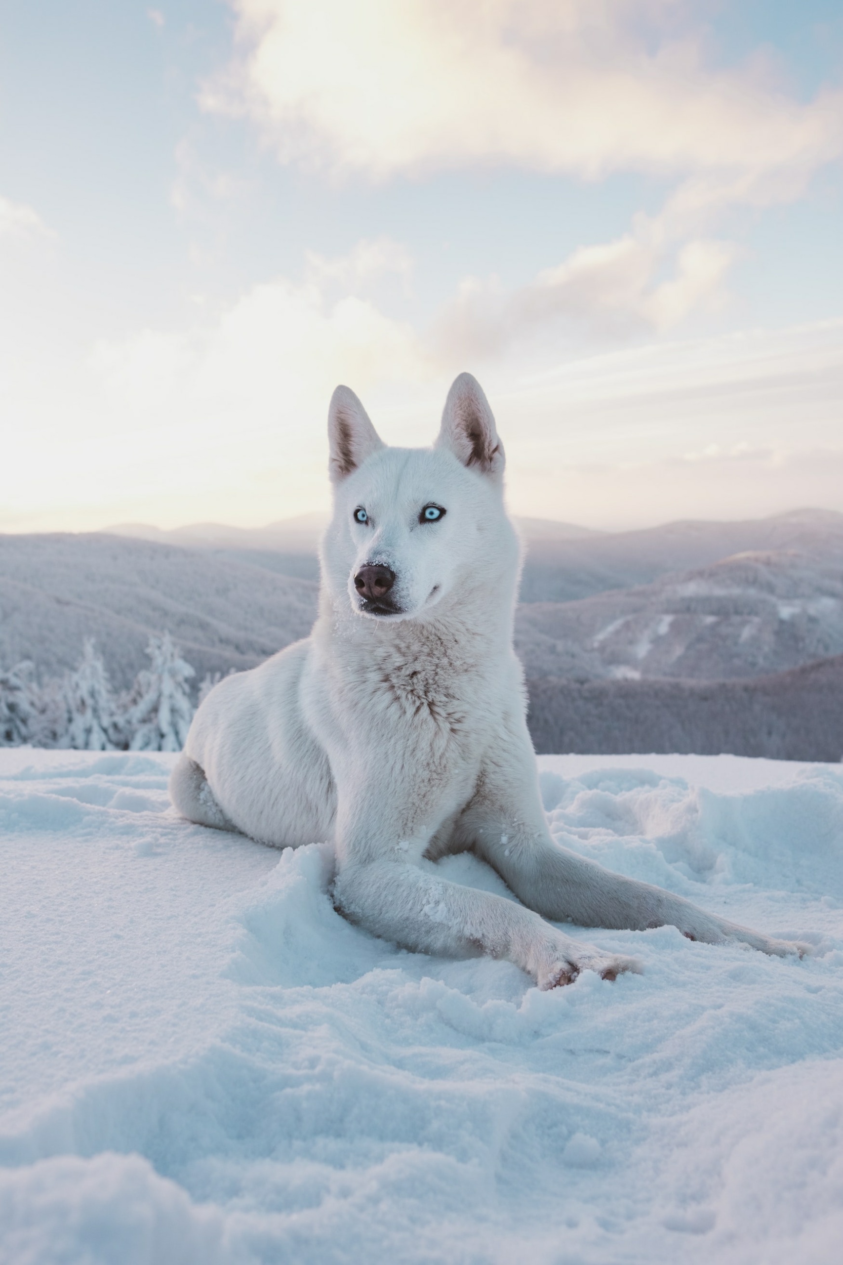 Husky im Winterurlaub in Finnland
