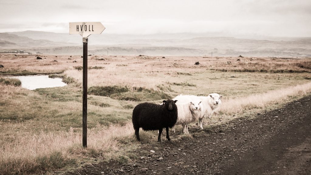 Schäfchenzählen ist ein Nationalsport. jedes jahr im September werden auf island die Schafe aus den bergen in die Ställe getrieben.