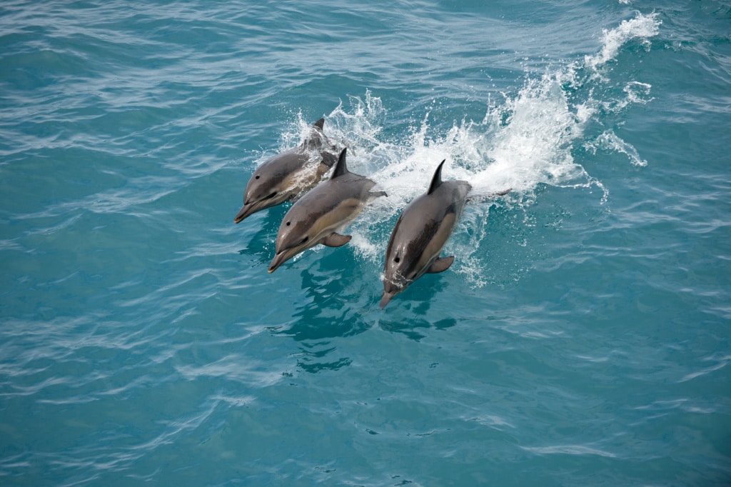 Delfine in der Karibik