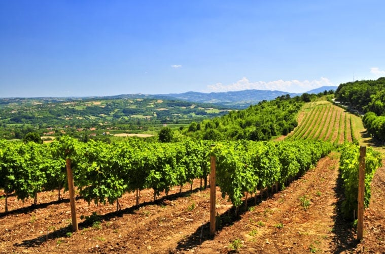 Weinanbau in Serbien