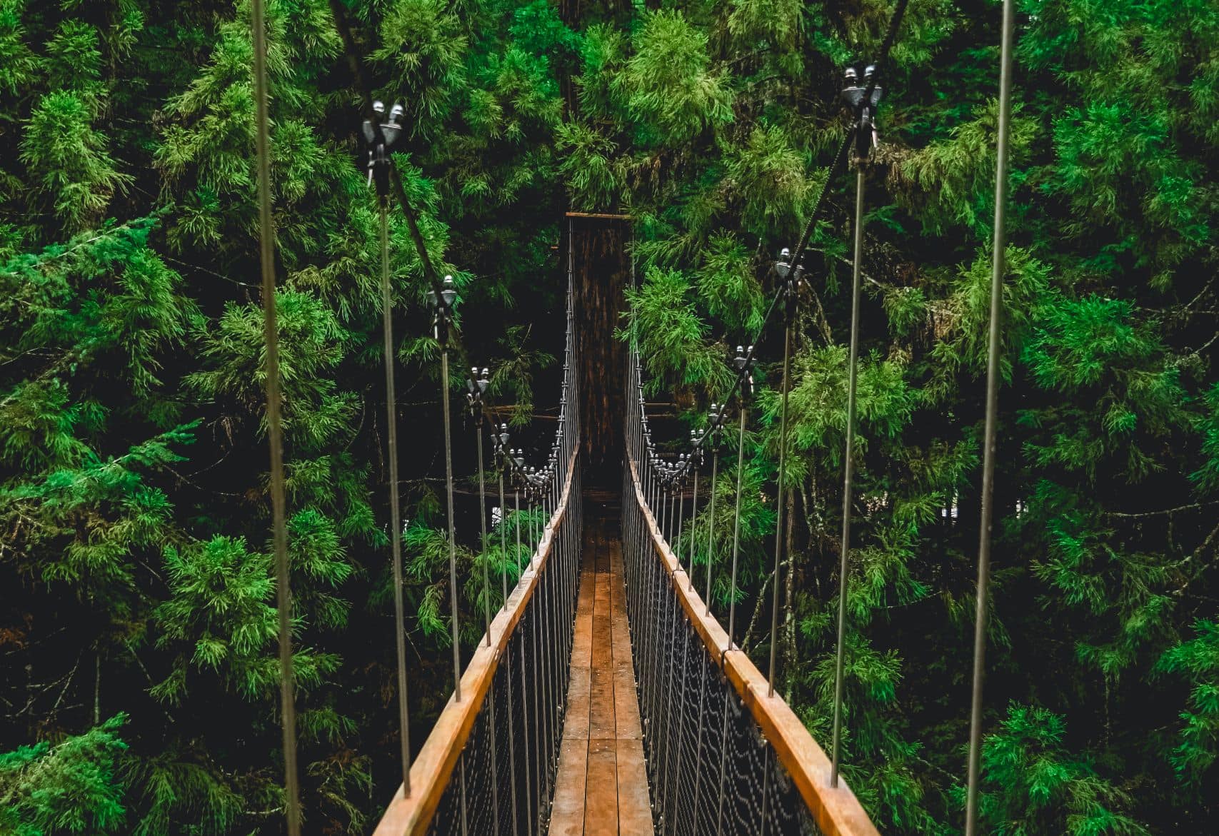 Treetop Walk in Neuseeland