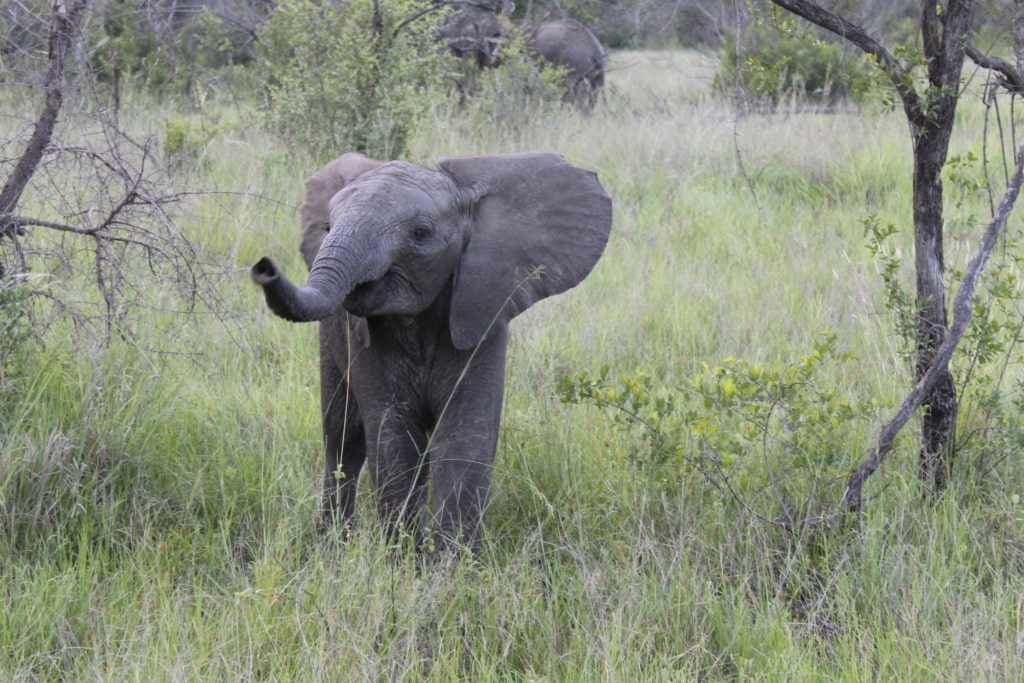 Elefantenbaby im Wildreservat Sabi Sabi in Südafrika
