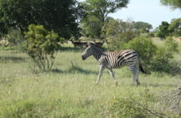 Zebras im Wildreservat Sabi Sabi in Südafrika