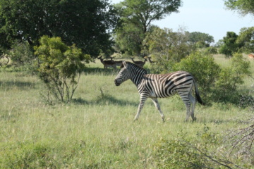 Zebras im Wildreservat Sabi Sabi in Südafrika