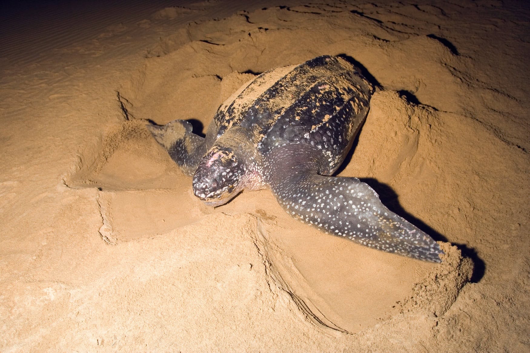 Lederschildkröte bei der Eiablage nachts am Strand.