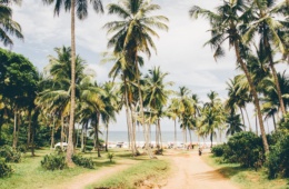 Palmen am Strand in Brasilien