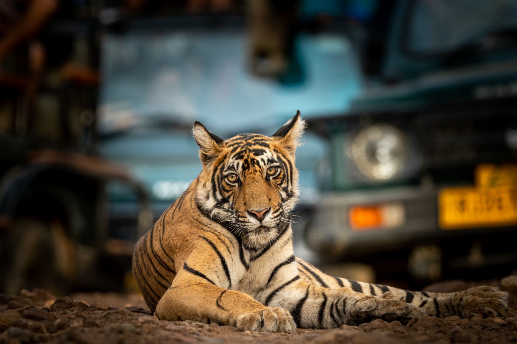 Tiger im Ranthambohre Nationalpark, im Hintergrund Safari-Auto