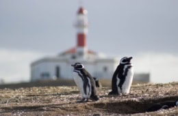 Humboldt-Pinguine auf Isla Magdalena in Patagonien, Chile