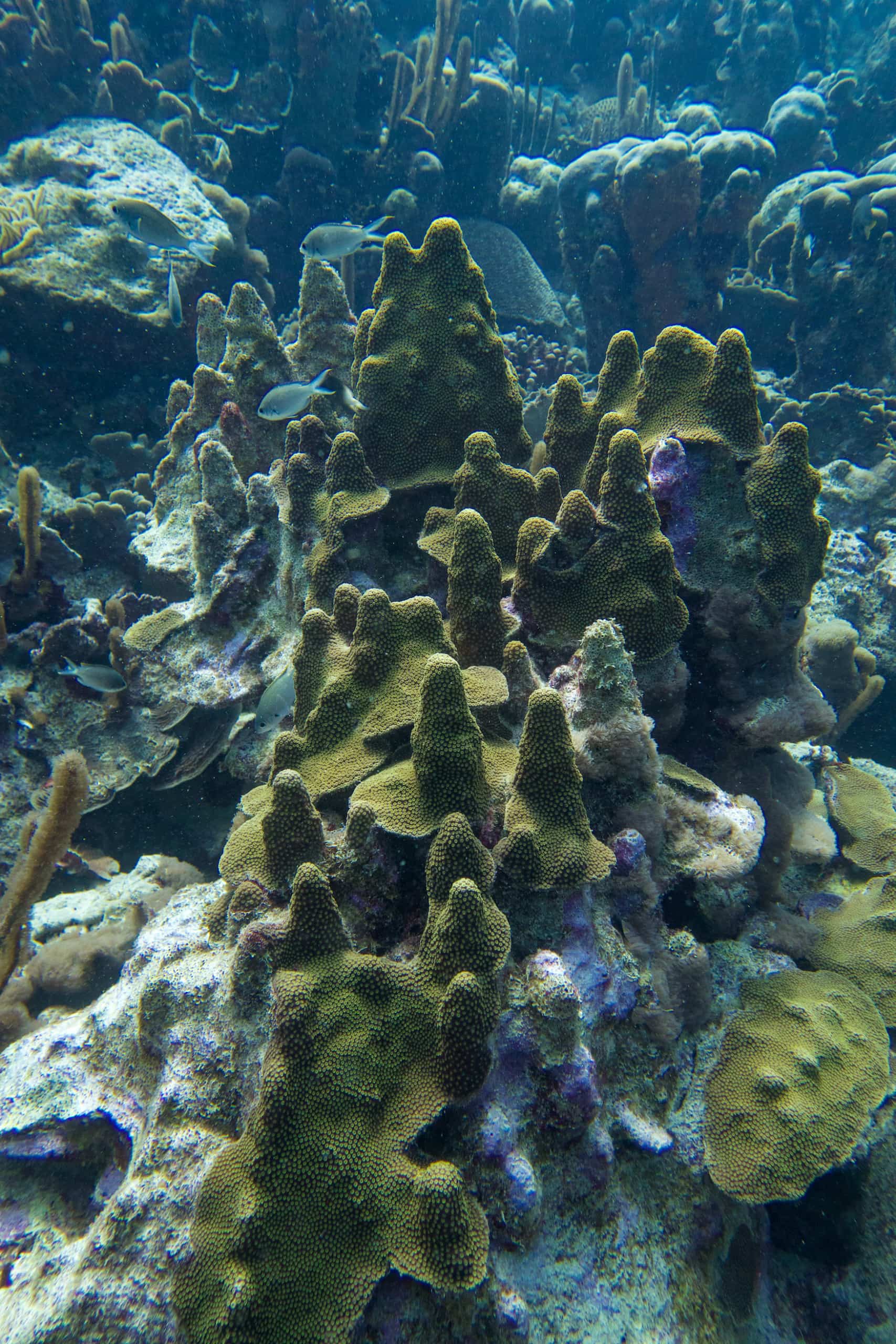 Pflanzen unter Wasser sehen aus wie Pilze und werden daher auch Mushroom Forst genannt