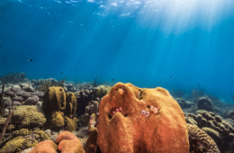 Die abwechslungsreiche Unterwasserwelt macht Curacao zu einem der besten tauchspots der Welt