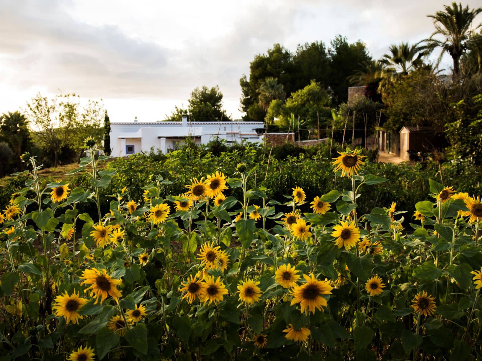 Sonnenblumen, im Hintergrund das Cas Gasi auf Ibiza 