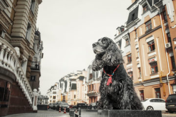 Hund in einer Stadt