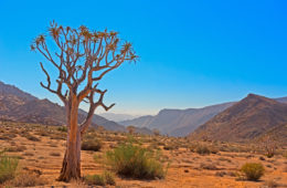 Baum,Südafrika,Ai-ais-Richtersveld Nationalpark