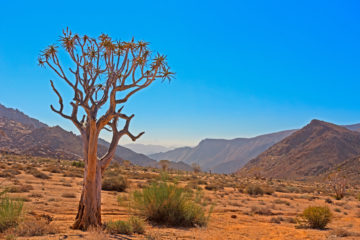Baum,Südafrika,Ai-ais-Richtersveld Nationalpark