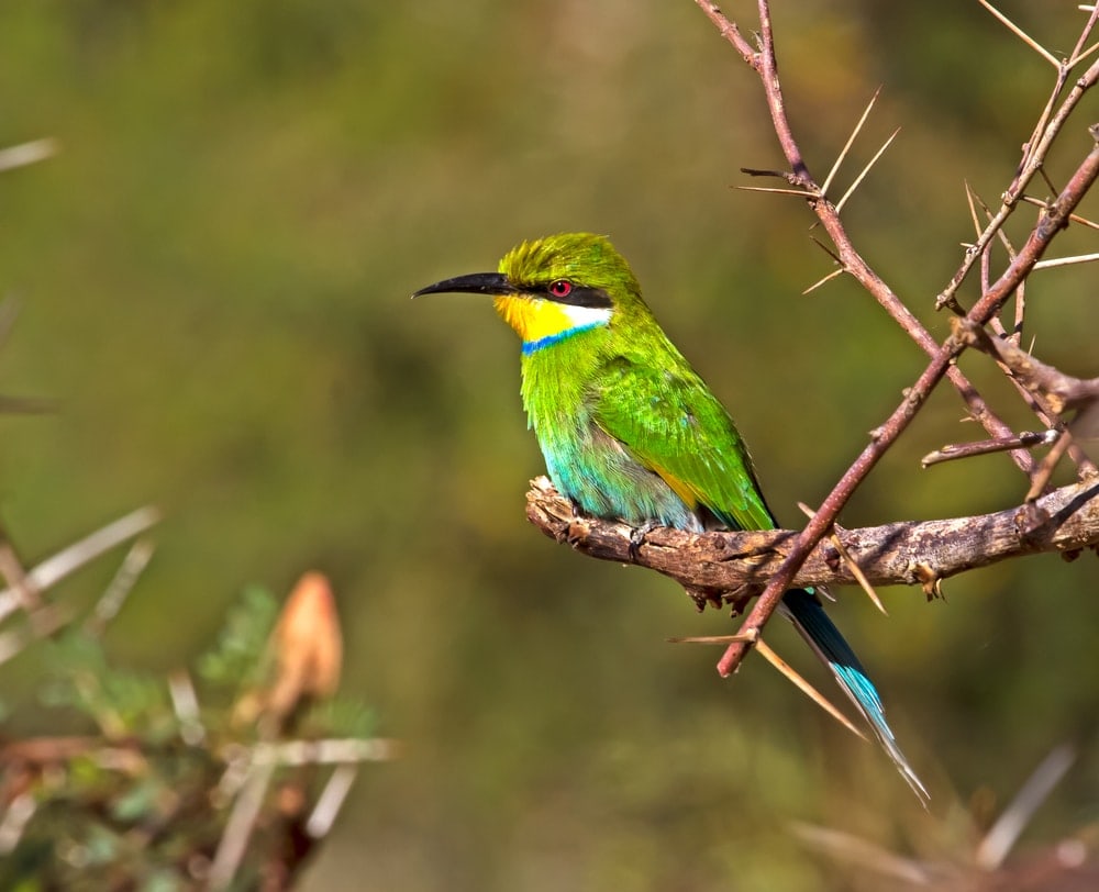 Vogel in Südafrika
