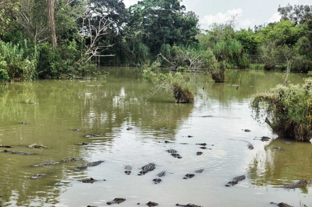 Alligatoren in den Everglades in Florida
