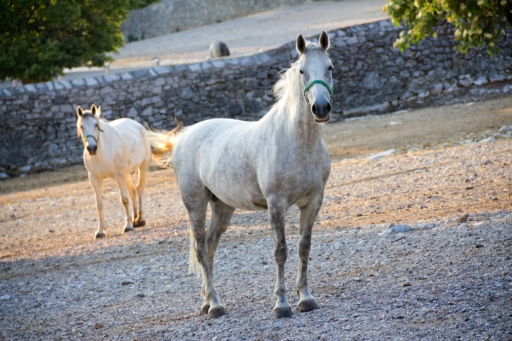 Action in Kroatien: Pferdereiten