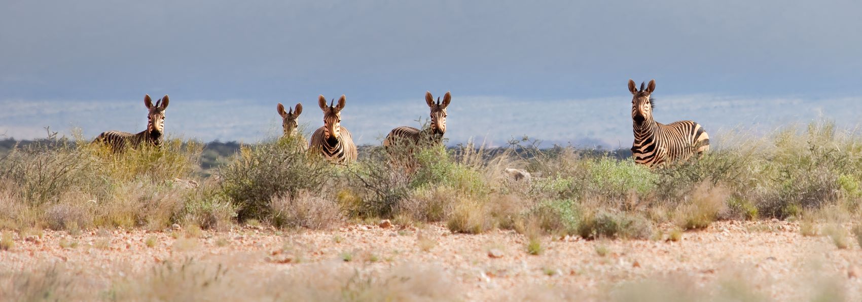 Bergzebras (Equus zebra) in der Steppe in Südafrika