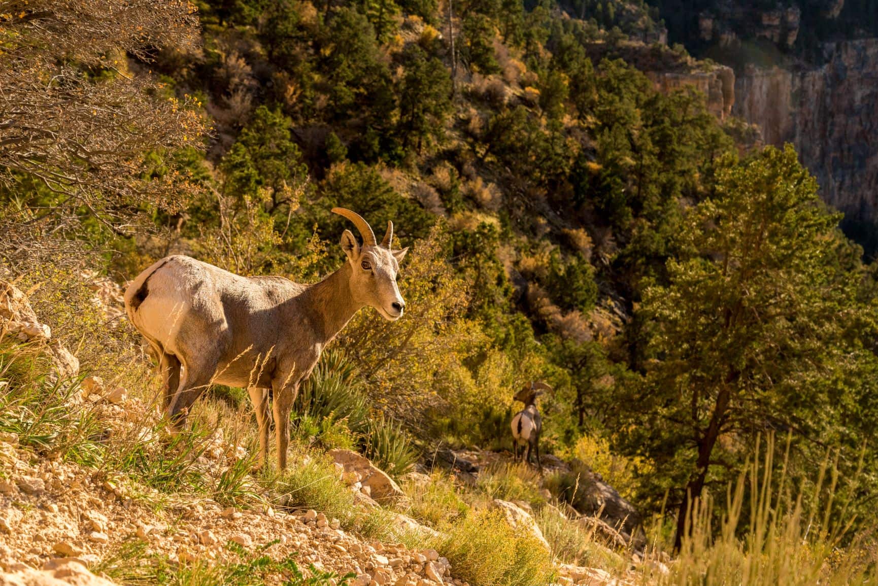 Grand Canyon: Heimat für fast 200 Tierarten - reisen EXCLUSIV