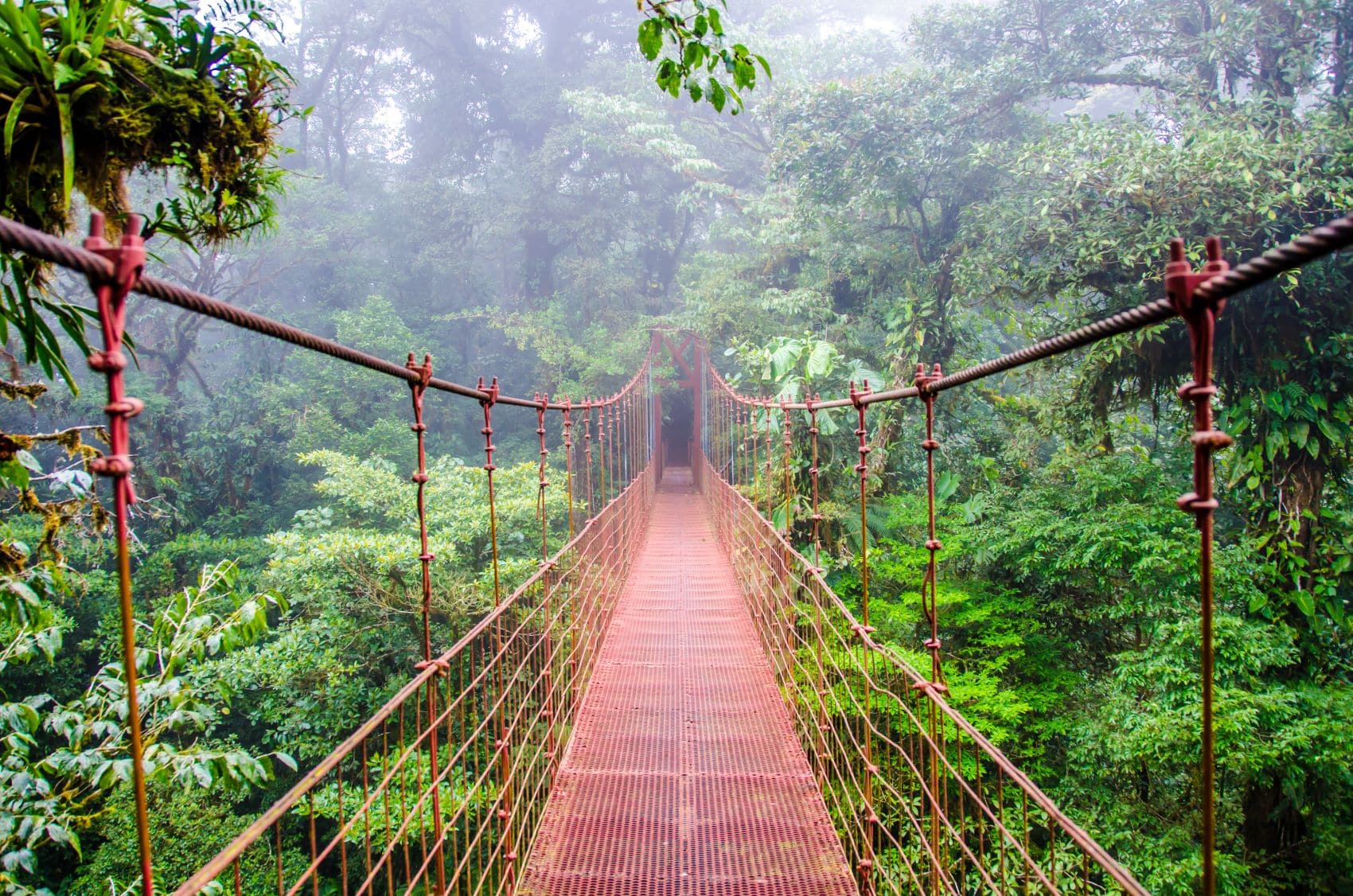 Hängebrücke im Urwald in Costa Rica 