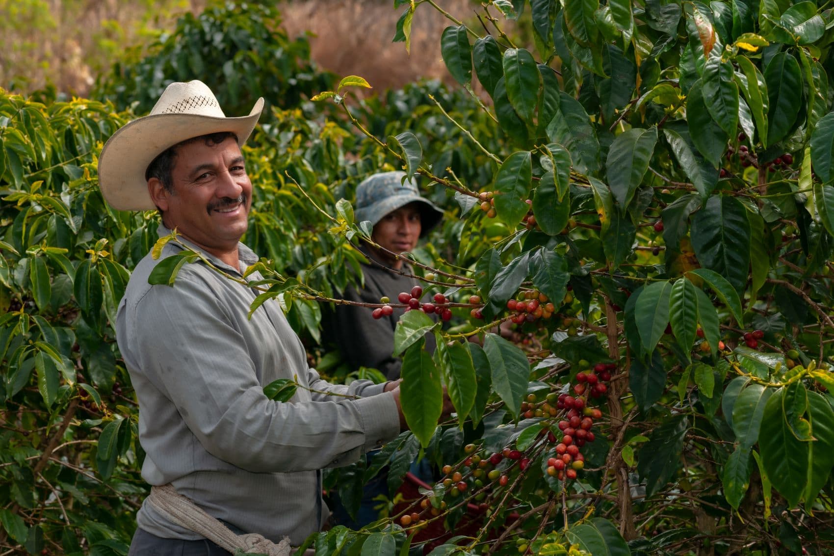 Kaffeebauern in Costa Rica auf Plantage 