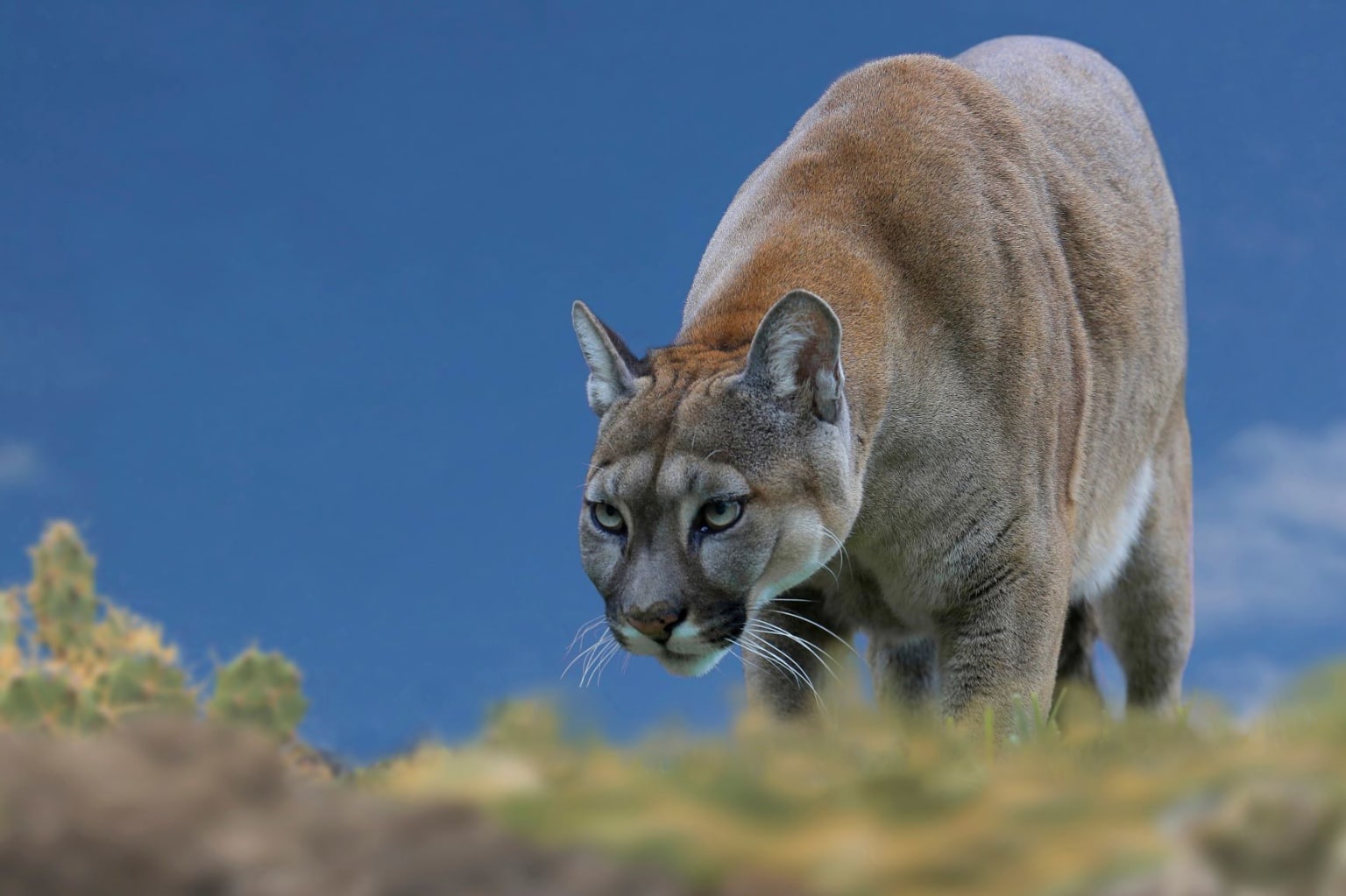 Grand Canyon: Heimat für fast 200 Tierarten - reisen EXCLUSIV