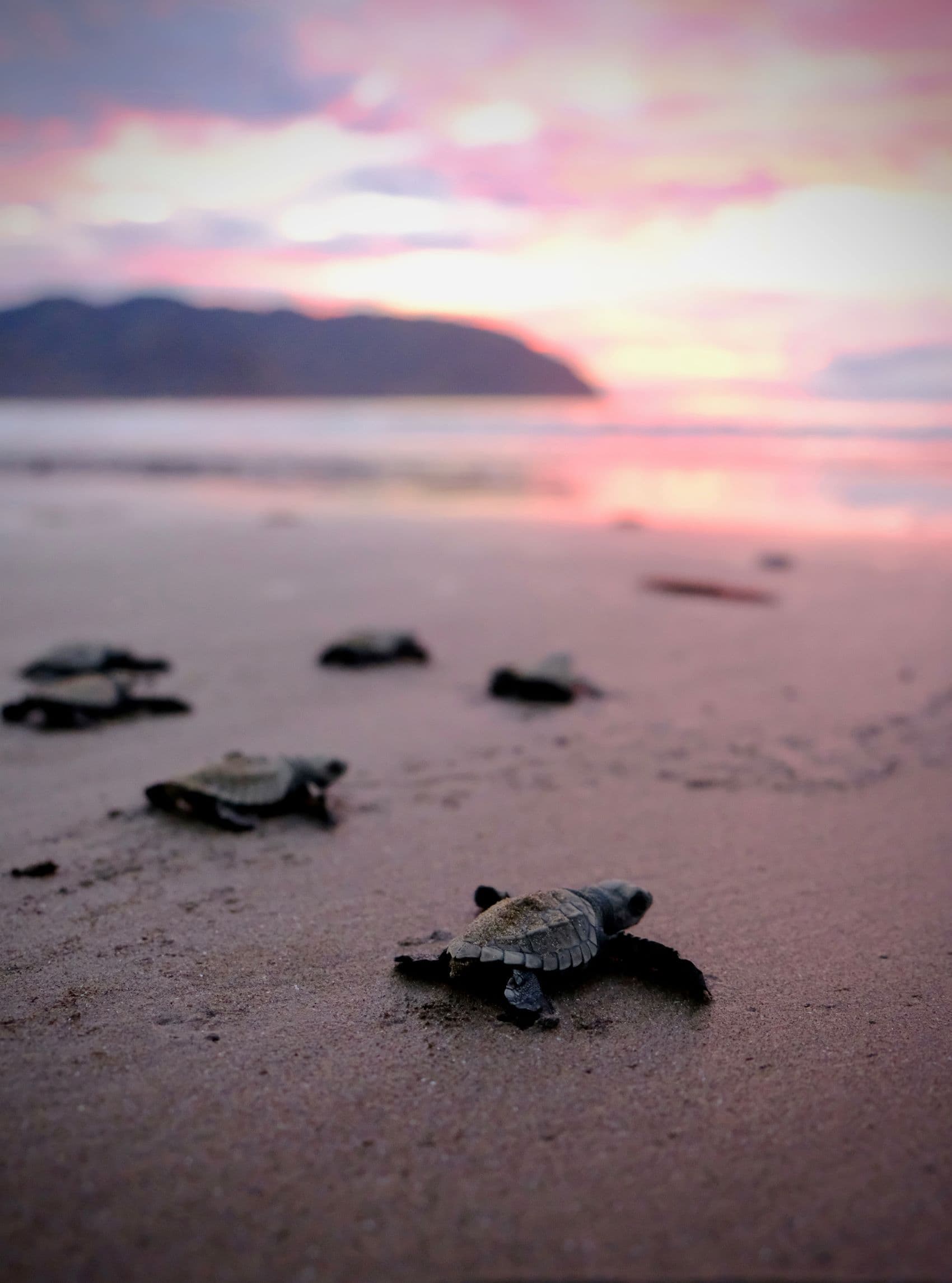 Babyschildkröten am Strand 