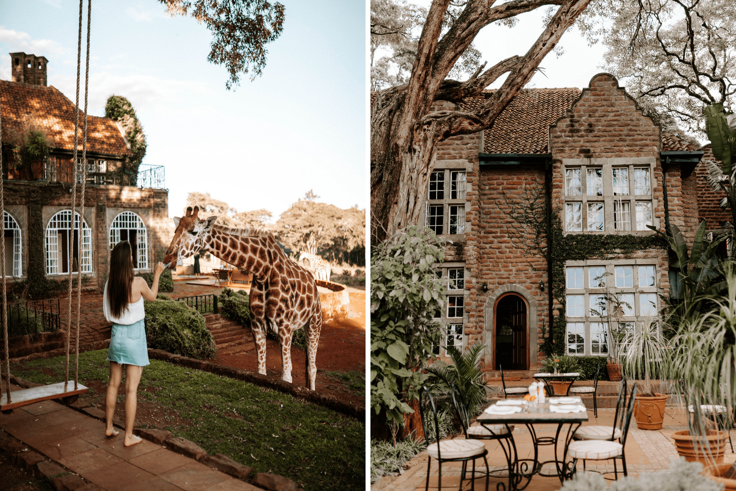 Mädchen füttert Giraffe in der Giraffe Manor in Kenia