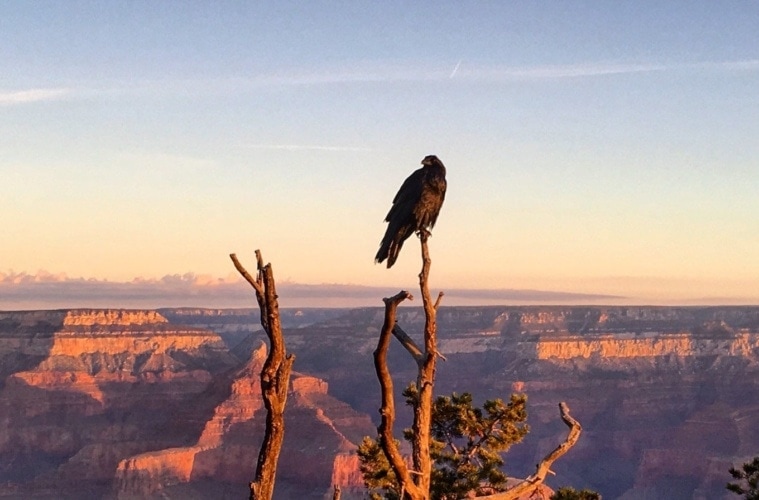 Adler sitzt auf Baumspitze. Im Hintergrund liegt der Grand Canyon während der Dämmerung.