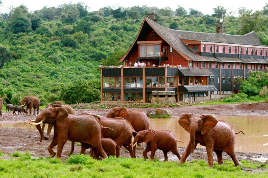 Elefanten vor dem The Ark Hotel