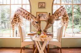 Ein gewöhnlicher Morgen in der Giraffe Manor!