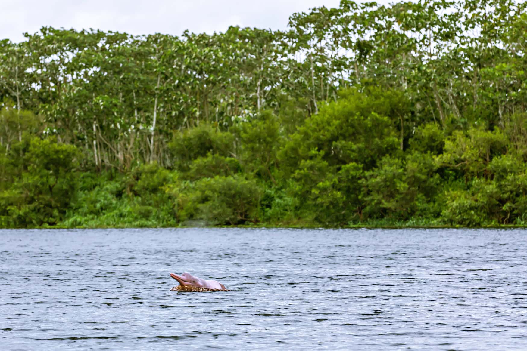 rosa Delfin im Amazonas