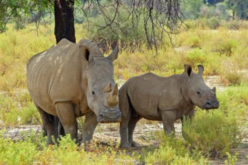 Nashörner in Wildnis in Namibia