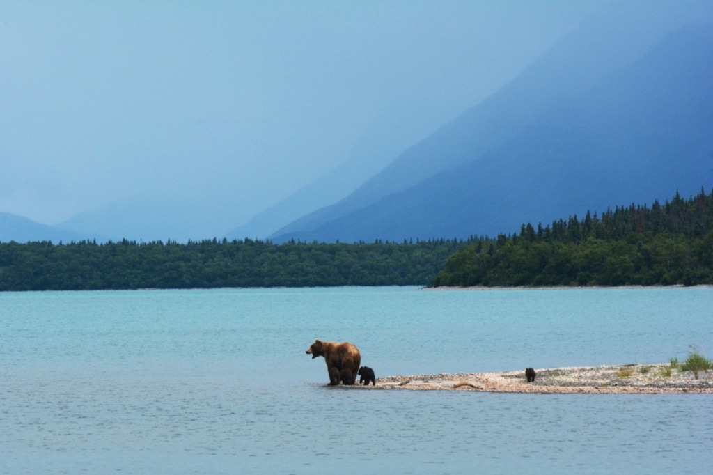 Bärenfamilie am Ufer eines Sees in Alaska
