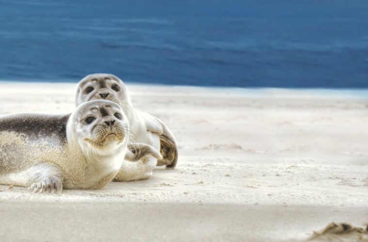 Seehundebänke bei Spiekeroog in der Nordsee