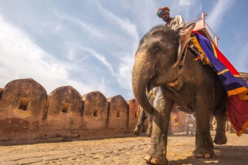 Mann auf Elefant sitzend in Jaipur