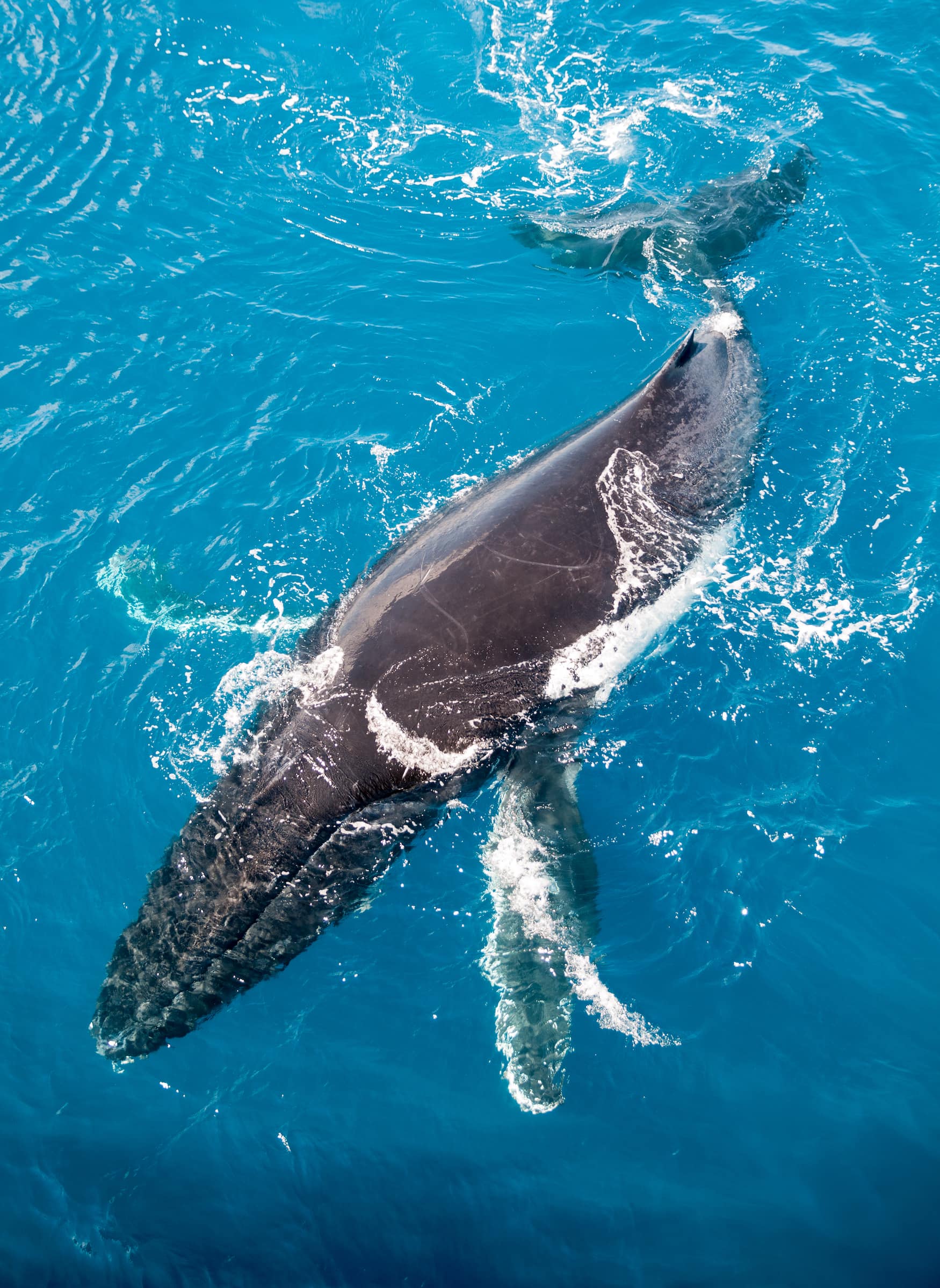 Wal an der Küste von Westaustralien
