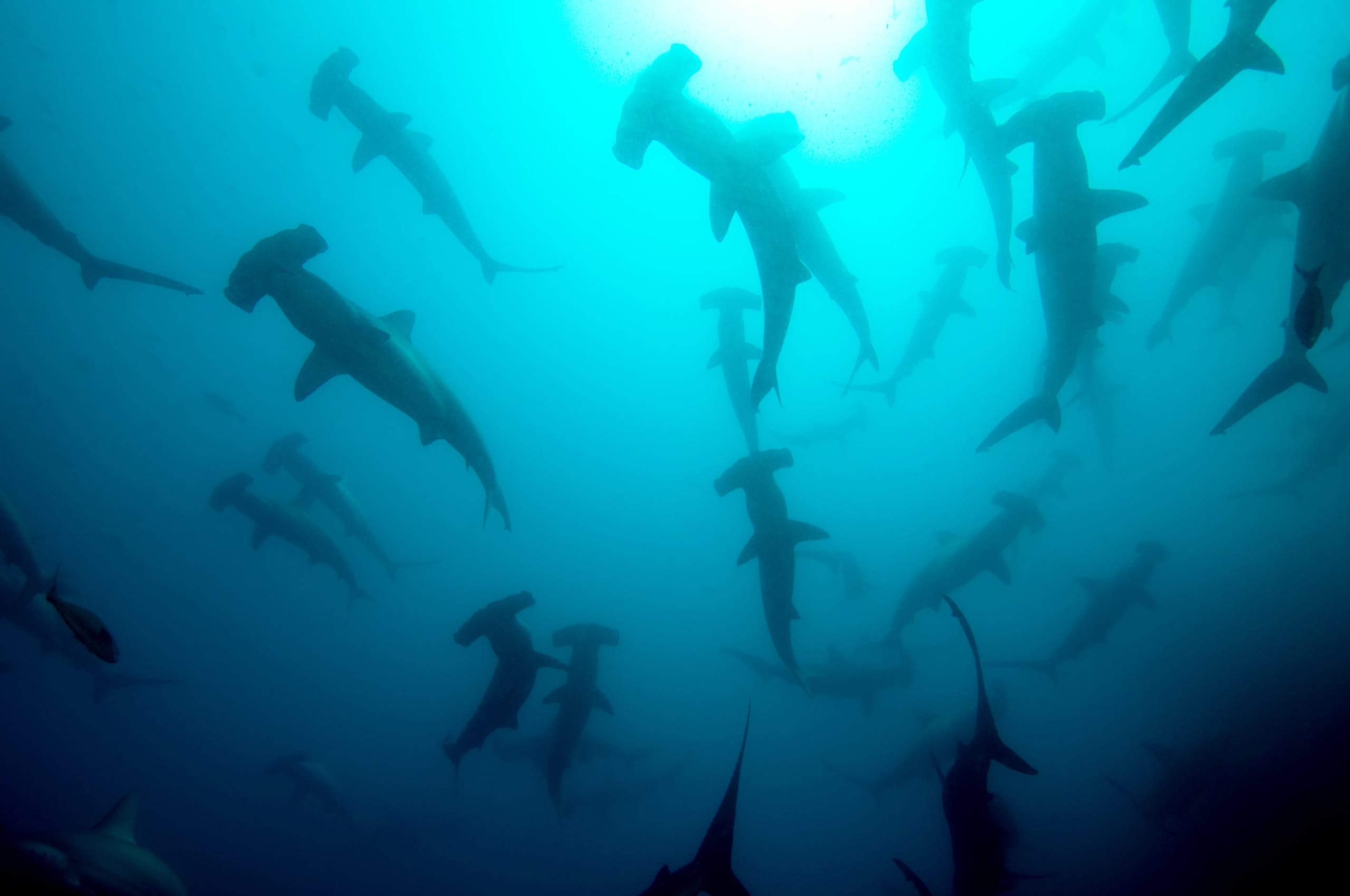 Hammerhaischule vor Darwin, Galapagos Islands, Equador